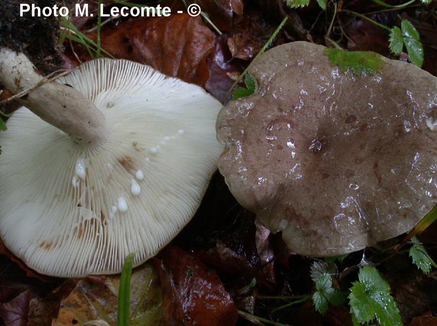 Lactarius blennius var. blennius