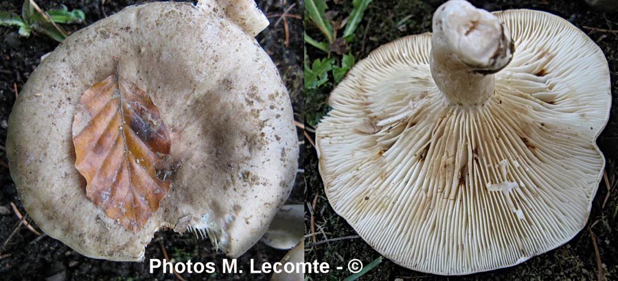 Lactarius blennius f. albidopallens