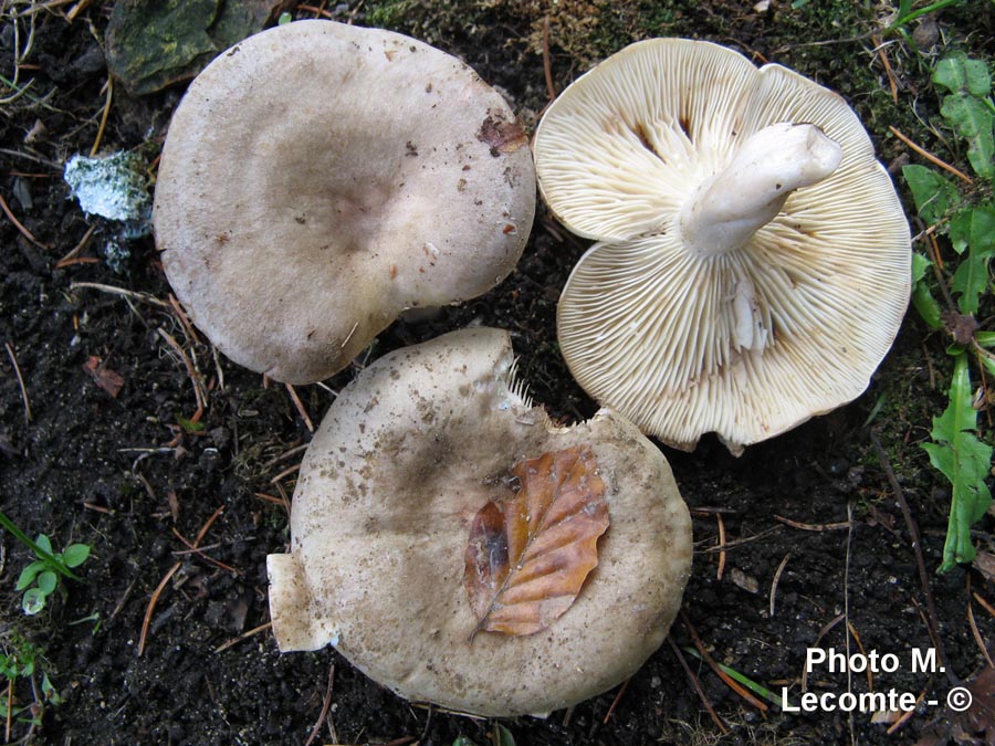 Lactarius blennius f. albidopallens