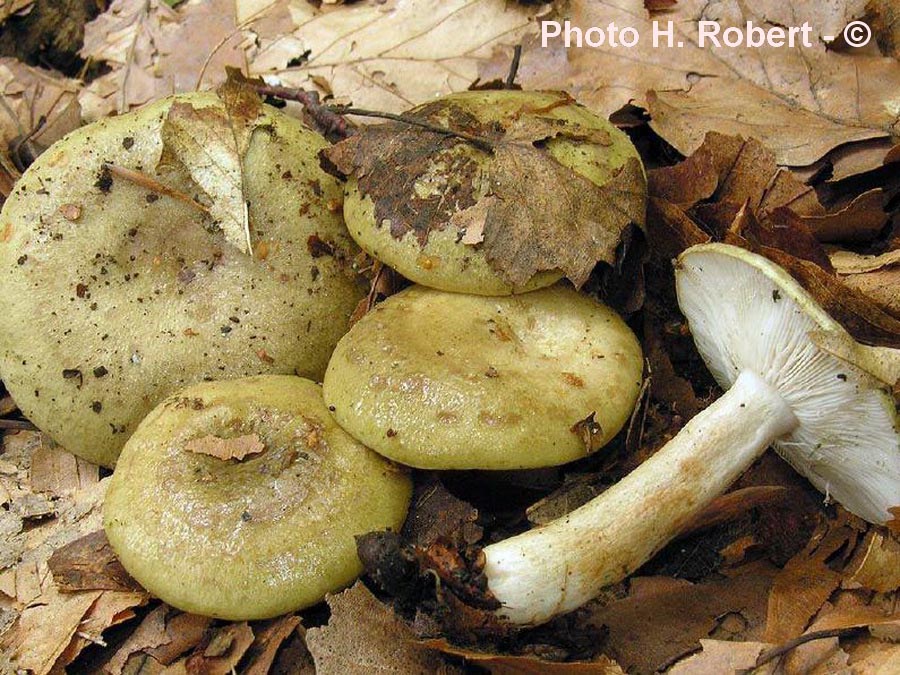 Lactarius blennius f. virescens