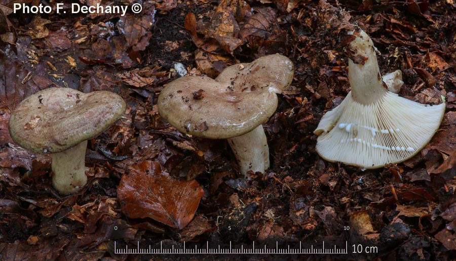 Lactarius blennius