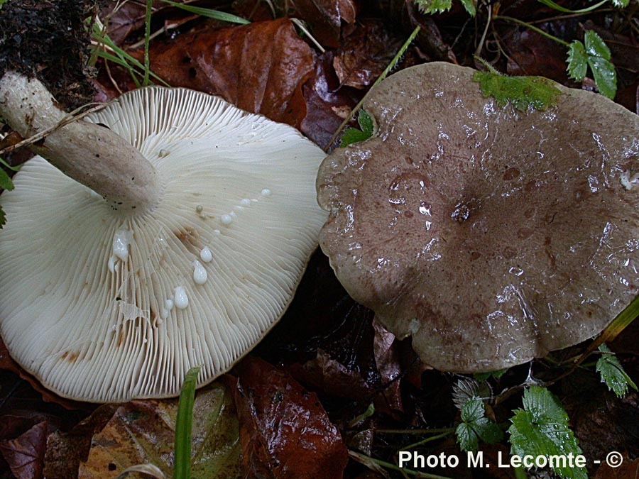 Lactarius blennius