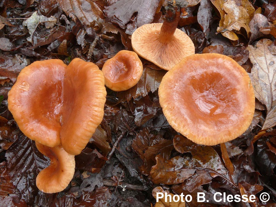 Lactarius britannicus fo. pseudofulvissimus