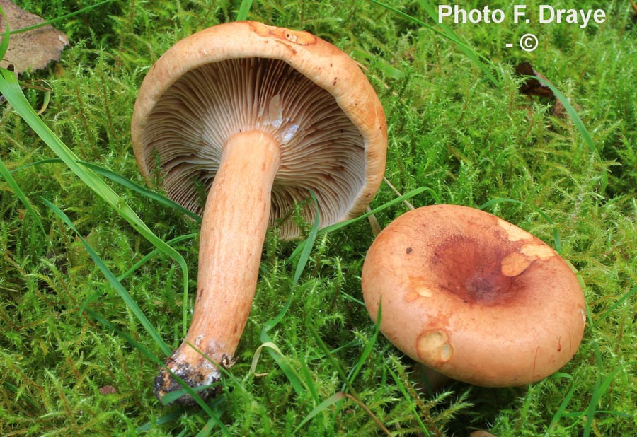 Lactarius britannicus fo. pseudofulvissimus