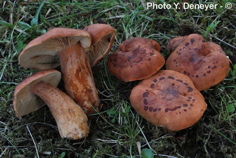 Lactarius britannicus fo. britannicus