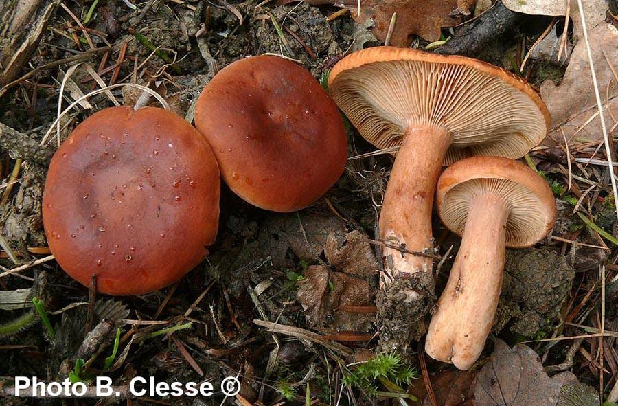 Lactarius britannicus fo. pseudofulvissimus