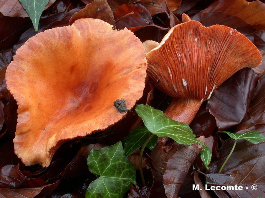 Lactarius britannicus