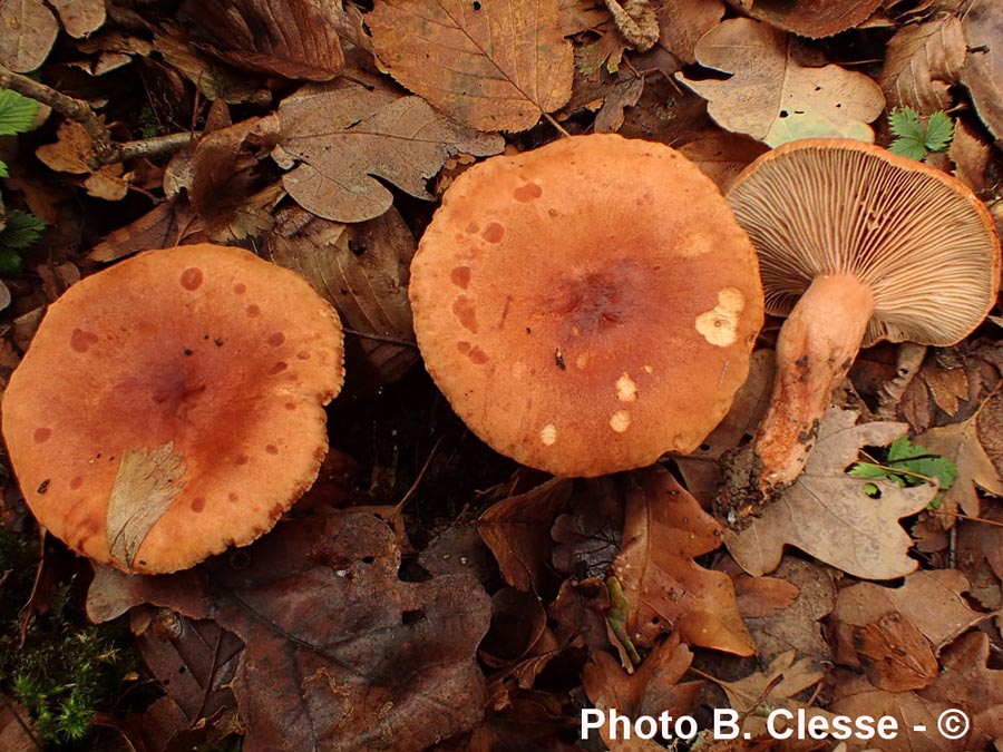 Lactarius britannicus