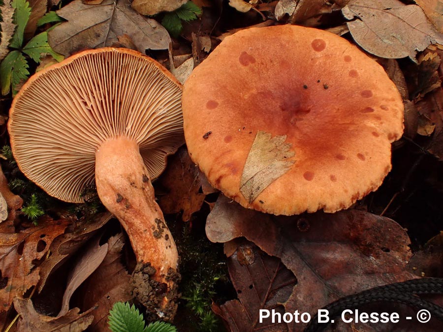 Lactarius britannicus