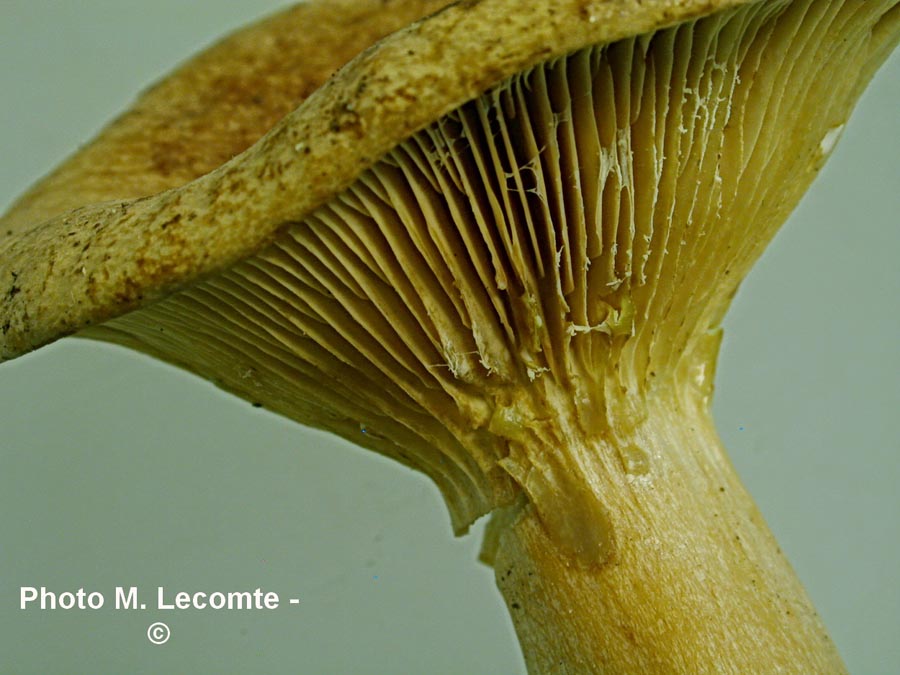 Lactarius britannicus