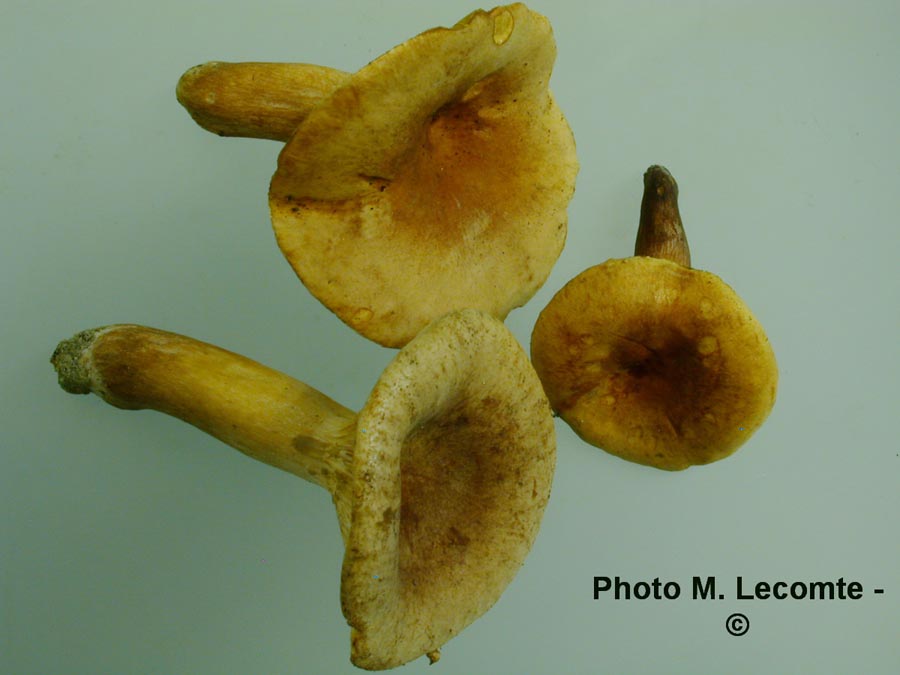 Lactarius britannicus