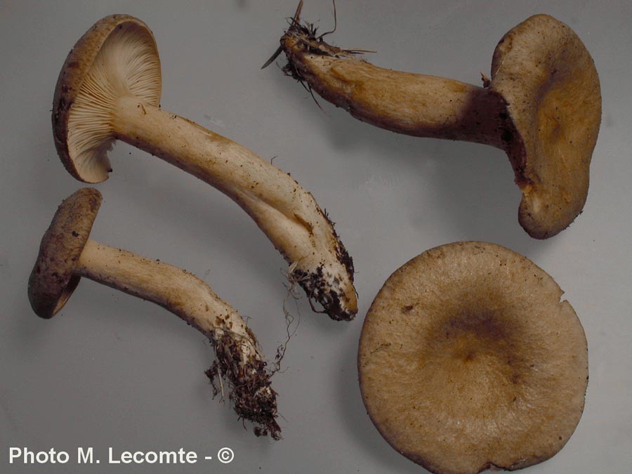 Lactarius britannicus