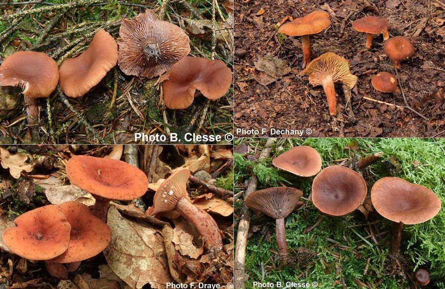 Lactarius camphoratus