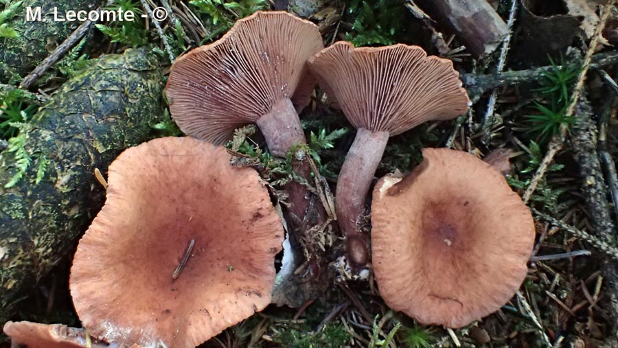 Lactarius camphoratus