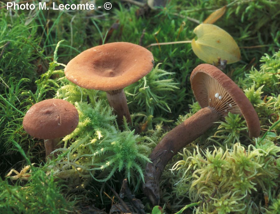 Lactarius camphoratus