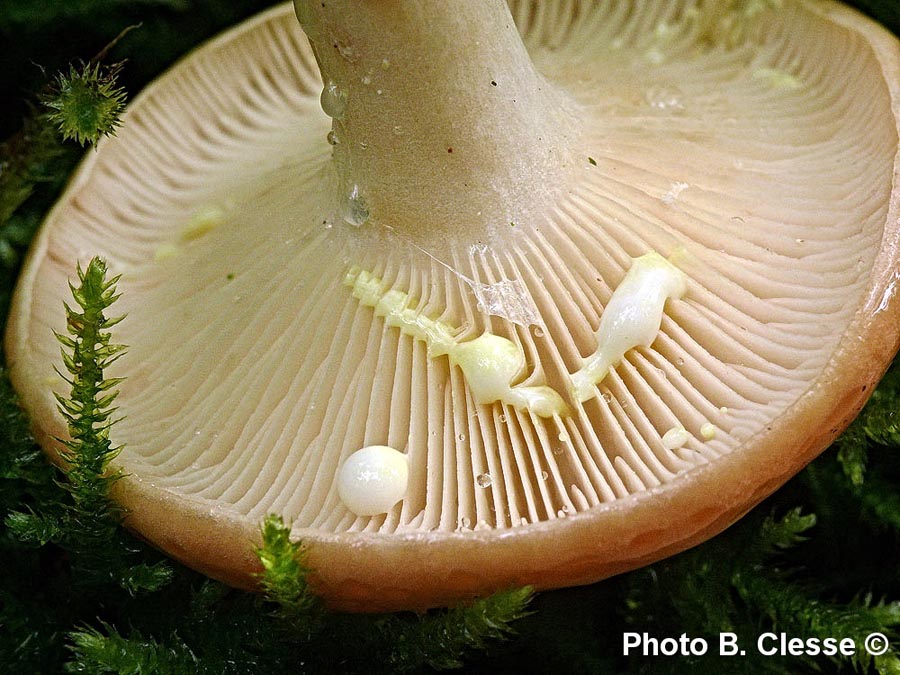 Lactarius chrysorrheus