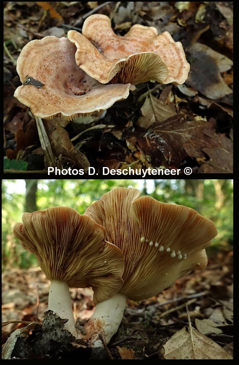 Lactarius chrysorrheus