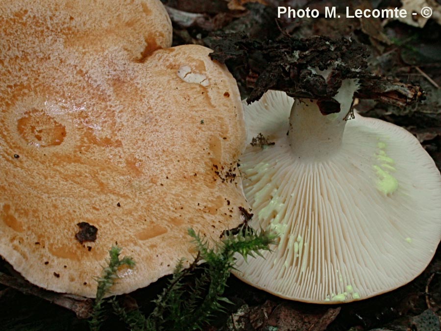 Lactarius chrysorrheus