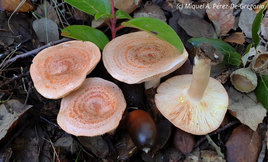 Lactarius chrysorrheus