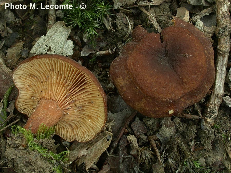 Lactarius cimicarius