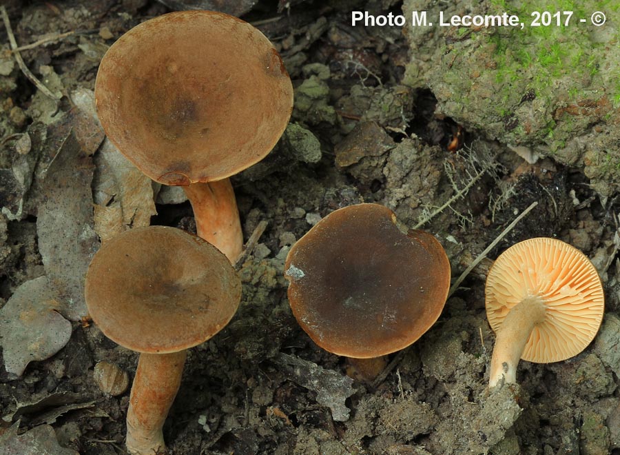 Lactarius cimicarius