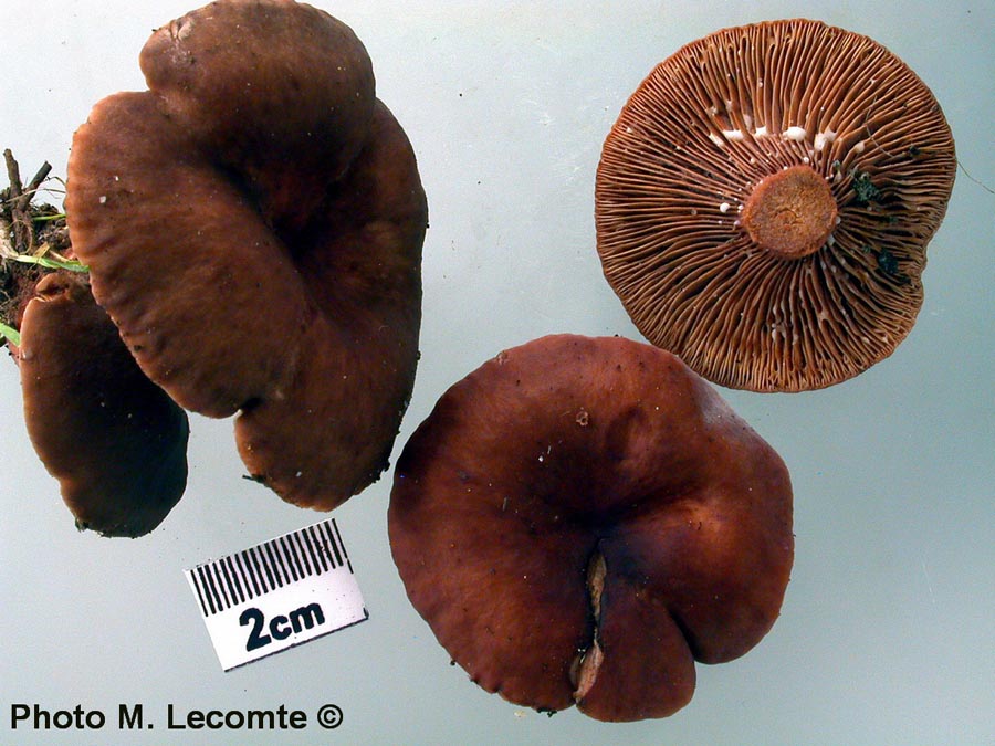 Lactarius cimicarius