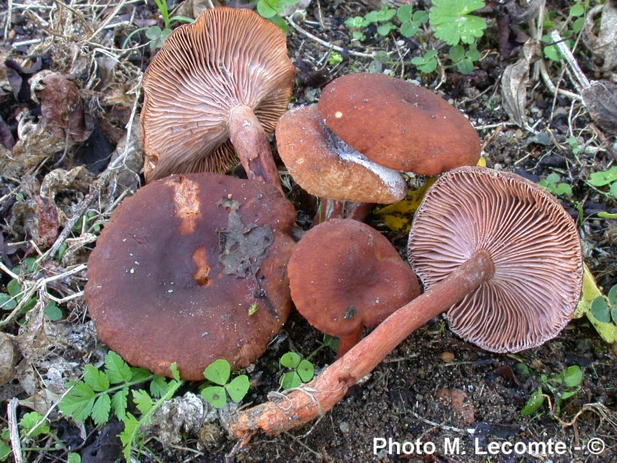 Lactarius cimicarius