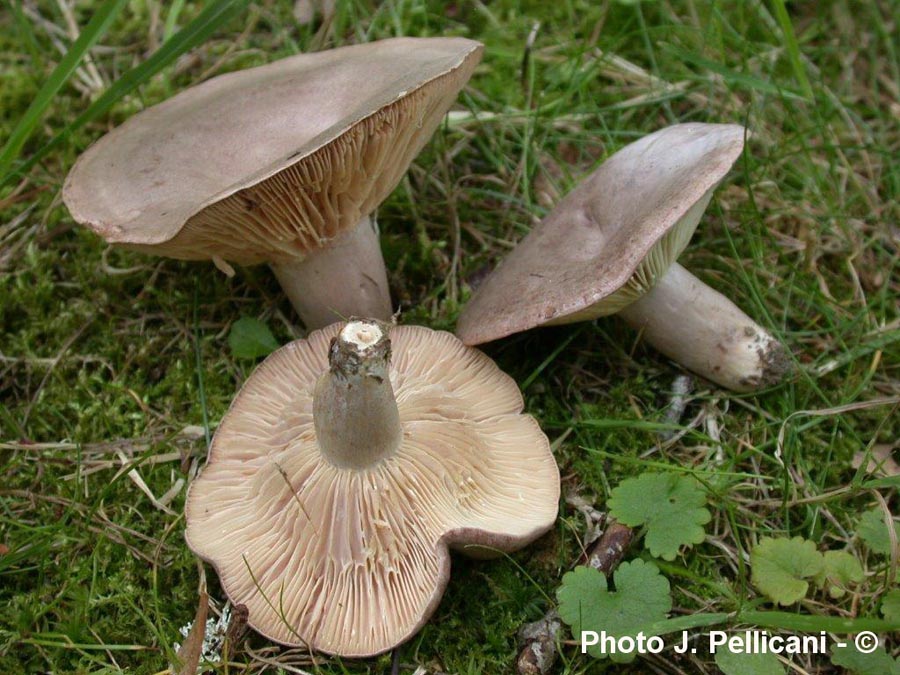 Lactarius circellatus