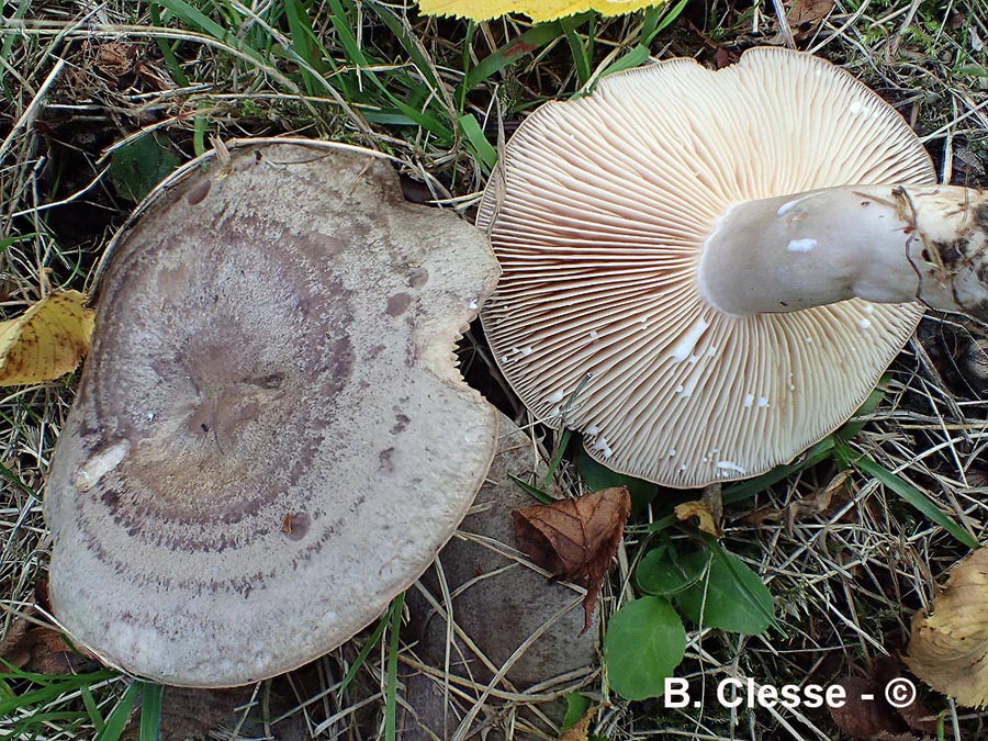 Lactarius circellatus