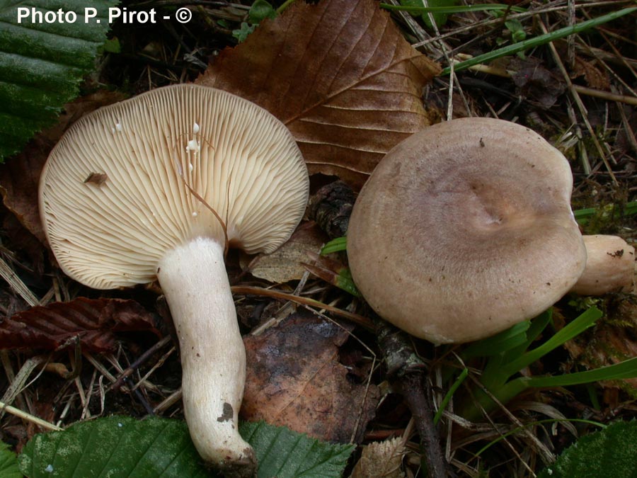 Lactarius circellatus