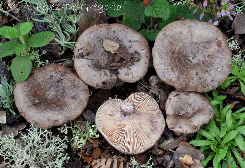 Lactarius cistophilus