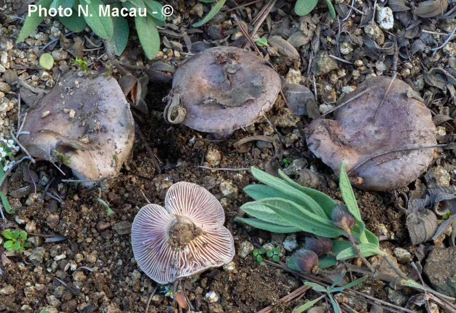 Lactarius cistophilus