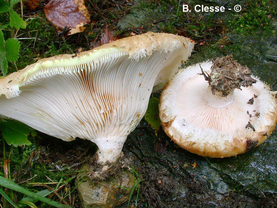 Lactarius citriolens