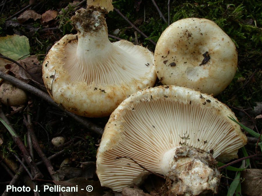 Lactarius citriolens