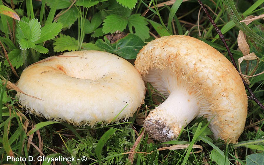 Lactarius citriolens