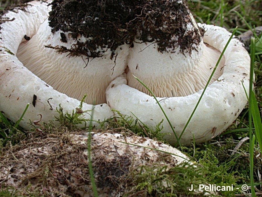 Lactarius controversus