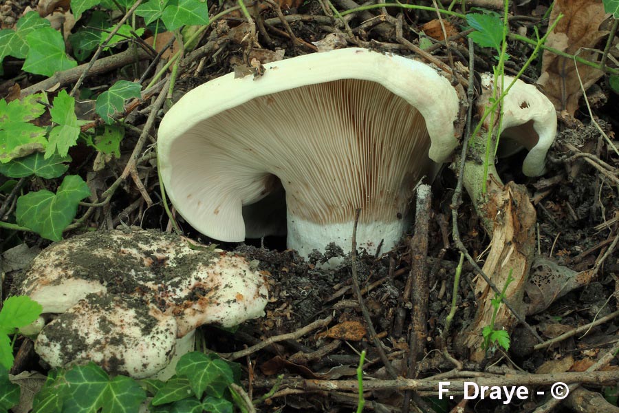 Lactarius controversus