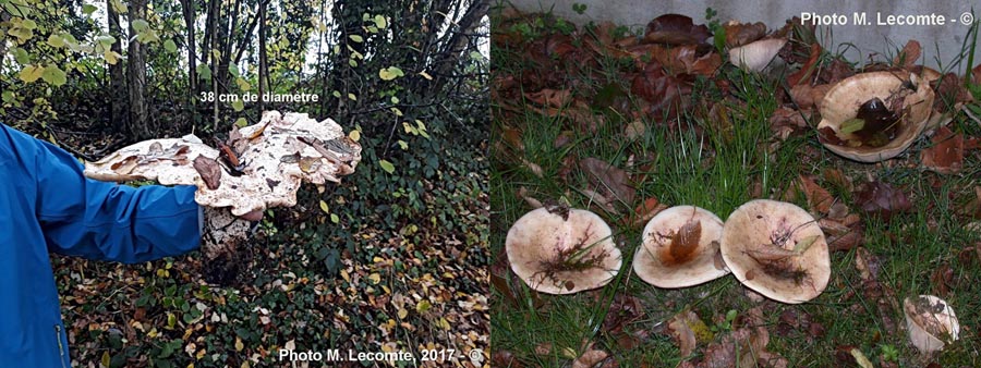 Lactarius controversus