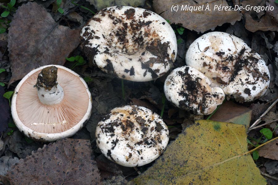 Lactarius controversus