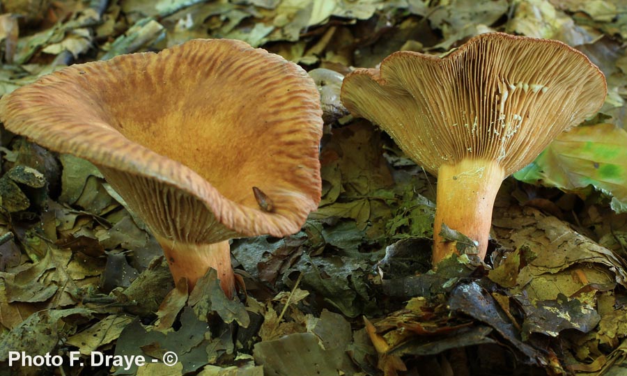 Lactarius cremor