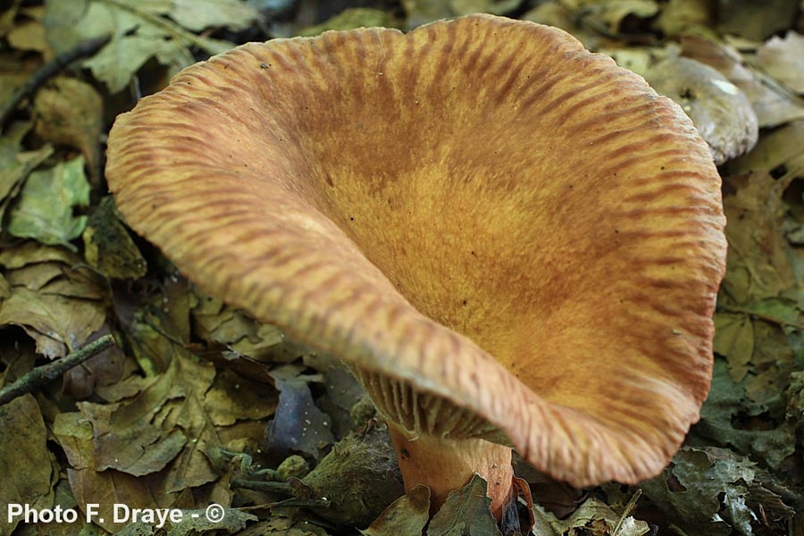 Lactarius cremor