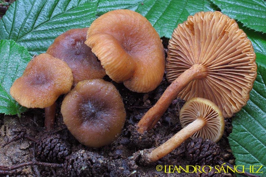 Lactarius cyathuliformis