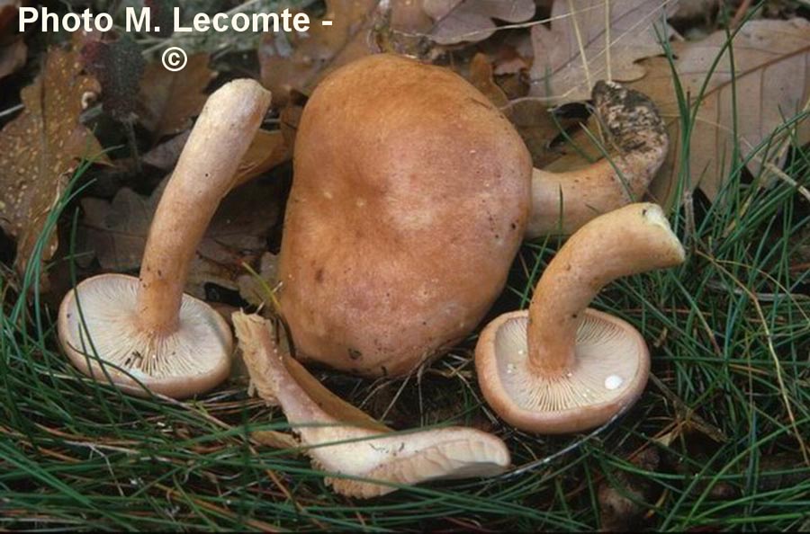 Lactarius decipiens var. inolens