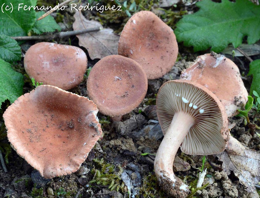 Lactarius decipiens