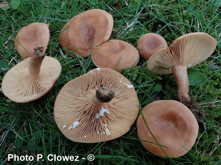 Lactarius decipiens