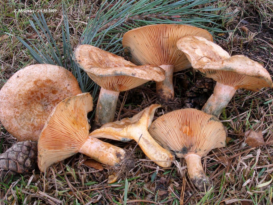 Lactarius deliciosus