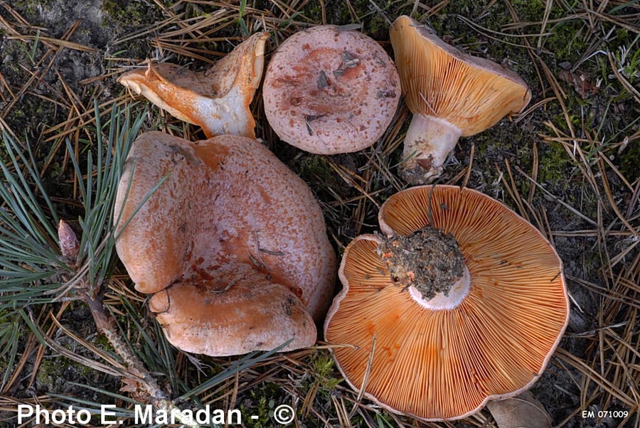 Lactarius deliciosus