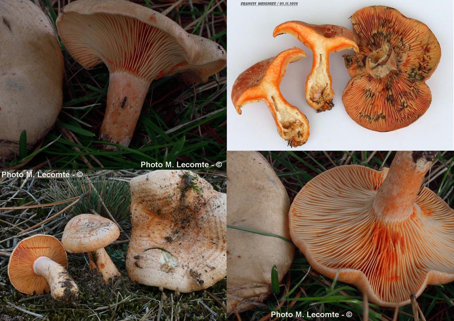 Lactarius deliciosus