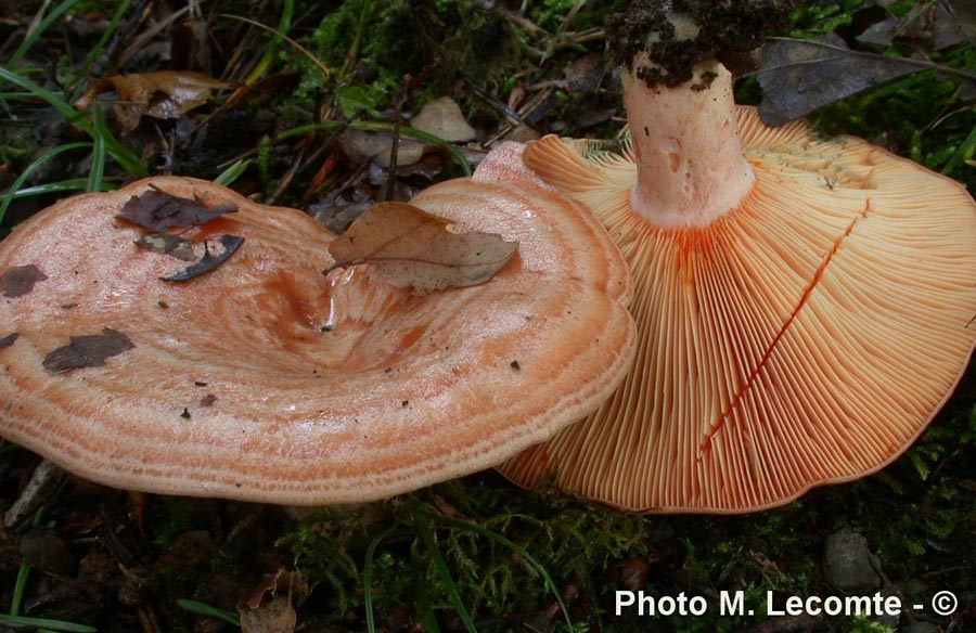 Lactarius deliciosus