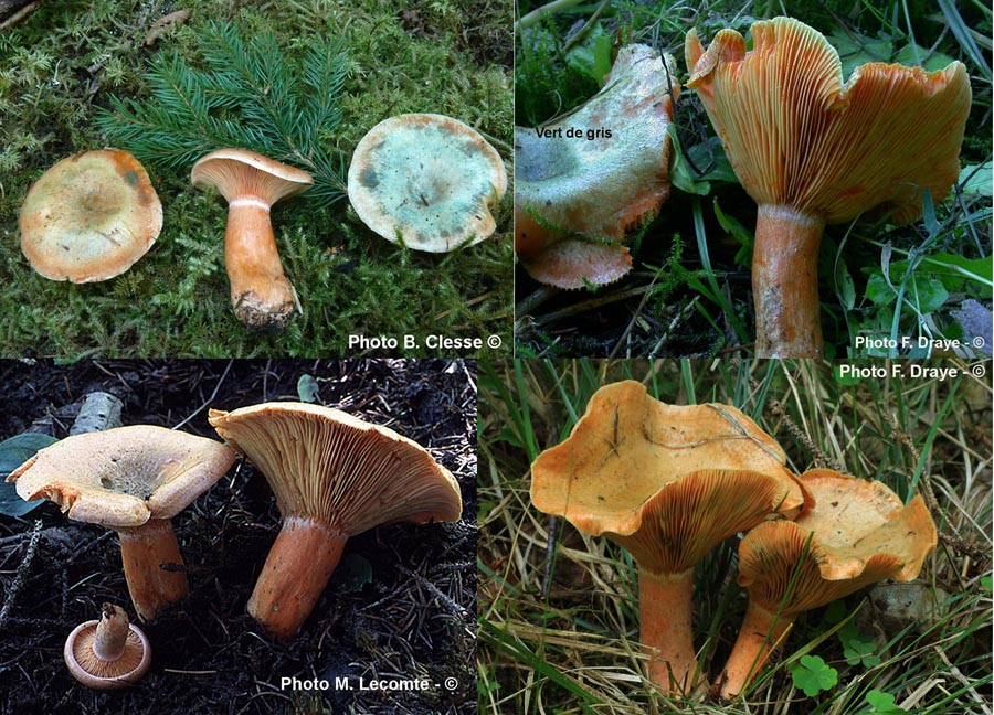 Lactarius deterrimus